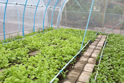 Plants growing in greenhouse