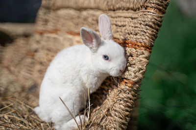 Close-up of rabbit