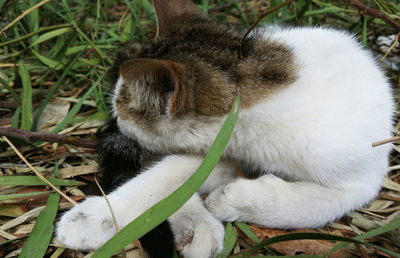 Close-up of cat relaxing on grass
