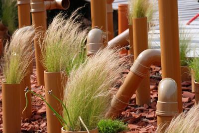 Potted plants in backyard