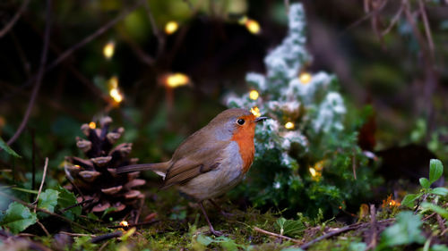 Close-up of a bird perching on a land