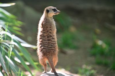 Close-up of an animal looking away