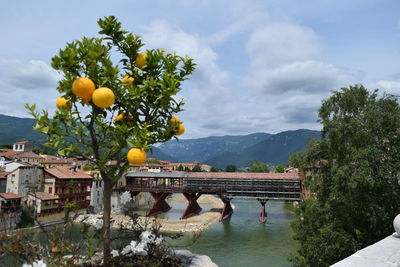 Fruits growing on tree by mountain against sky