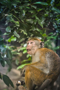 Monkey sitting on tree