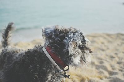 Close-up of dog against sky