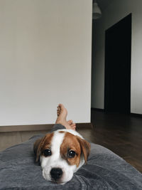 Portrait of dog relaxing at home