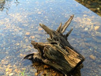 High angle view of lizard on tree