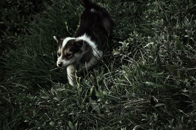 Cat standing in field