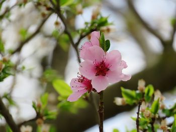 Close-up of pink cherry blossom