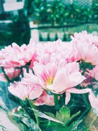 Close-up of pink flowers blooming in water