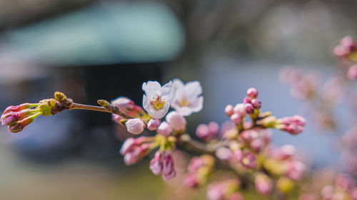 Close-up of cherry blossom