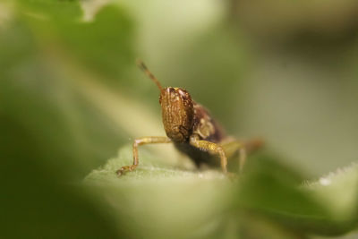 Close-up of insect on leaf