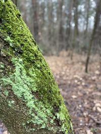 Close-up of moss growing on tree trunk