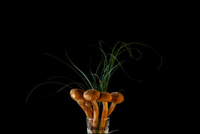 Close-up of flower against black background