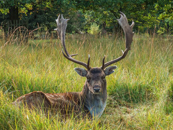 Portrait of antler resting on grassy field