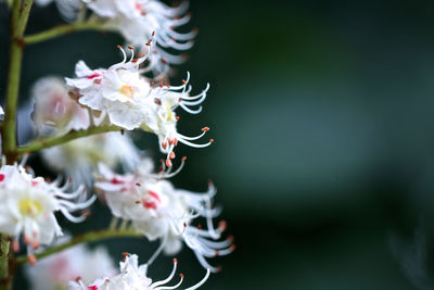 Close-up of white cherry blossom