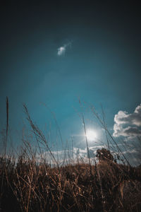 Low angle view of grass on field against sky