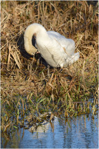Duck in a lake