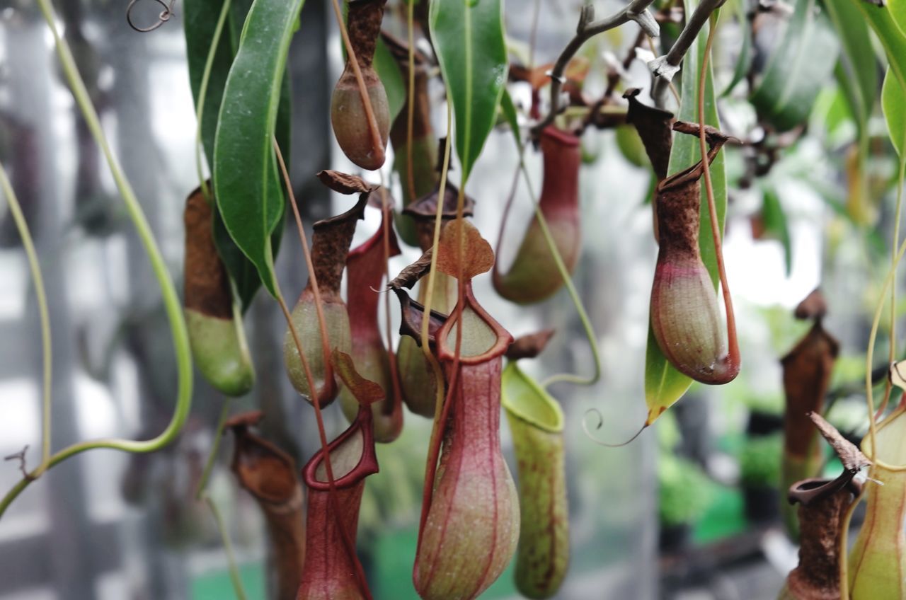 growth, plant, nature, hanging, day, no people, beauty in nature, outdoors, green color, focus on foreground, close-up, leaf, fragility, freshness, flower