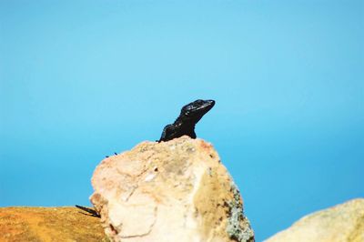 Low angle view of rock formations against clear sky