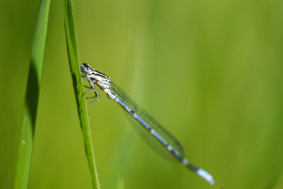 Close-up of damselfly on plant