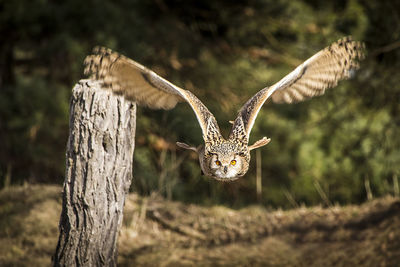 Close-up of an animal