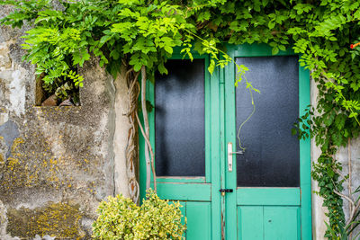 Green door with black frosted glass and falling ivy in an old house in croatia