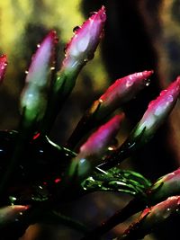 Close-up of water drops on plant