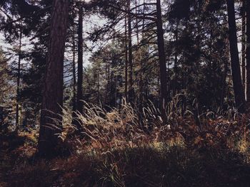 View of trees in forest