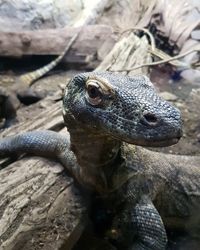 Close-up of lizard