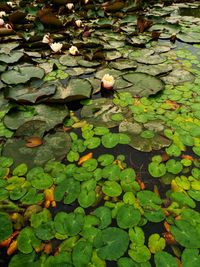 View of leaves floating on water