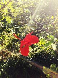 Close-up of red flower blooming on tree