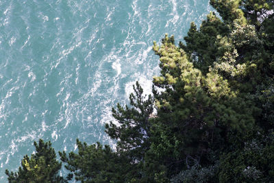 High angle view of trees by sea