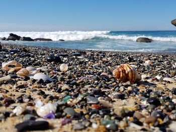 Surface level of shells on beach against sky