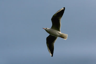 Low angle view of seagull flying against clear blue sky