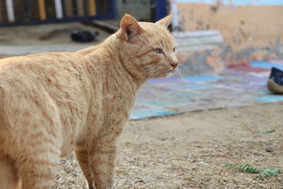 Side view of a cat looking away