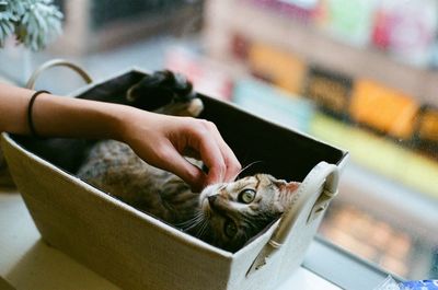 Cropped hand of woman touching kitten relaxing in container at window