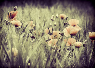 Close-up of flowering plants on field