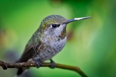 Close-up of bird perching outdoors