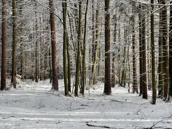 Trees in forest during winter