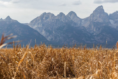 Crops growing on field against mountains