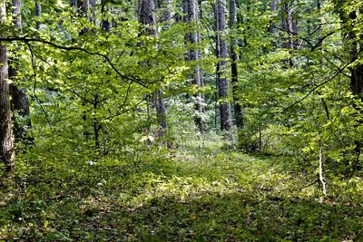 Trees in forest