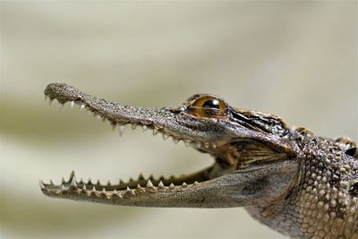 Close-up of crocodile