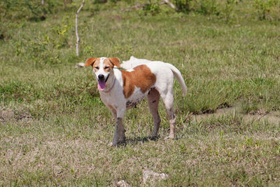 Dog standing in field