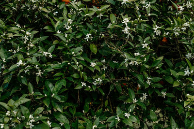 Full frame shot of leaves