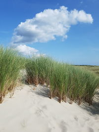 Scenic view of beach against blue sky