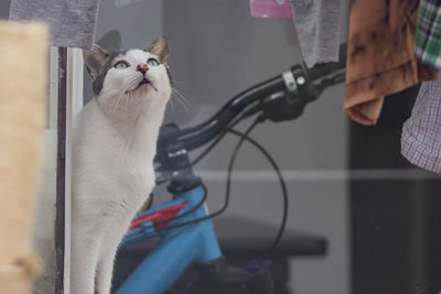 Cat on bicycle at home