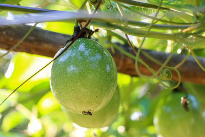 Close-up of fruits hanging on tree