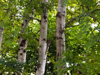 Low angle view of trees in forest