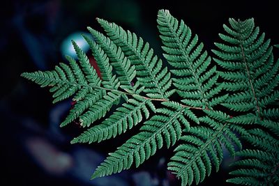 Close-up of fern leaves